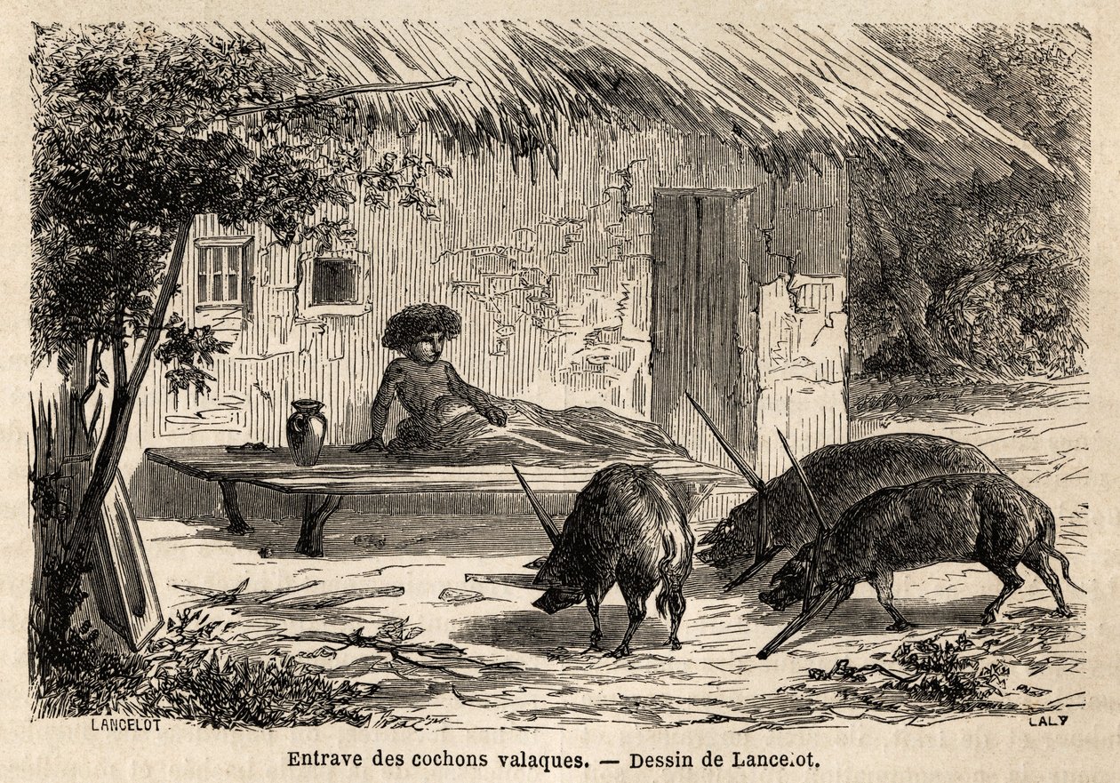 Hindring av anterietene, dermed immobiliserte, til valaque griser, i Romania. Gravering for å illustrere reisen fra Paris til Bucuresti, av Lancelot, tegner, i 1860, publisert i "Le tour du monde, nouveau journal des voyages", under ledelse av o av Dieudonne Auguste Lancelot