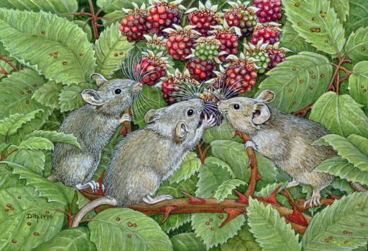 Blackberrying, 1996 (akryl på panel) av Ditz