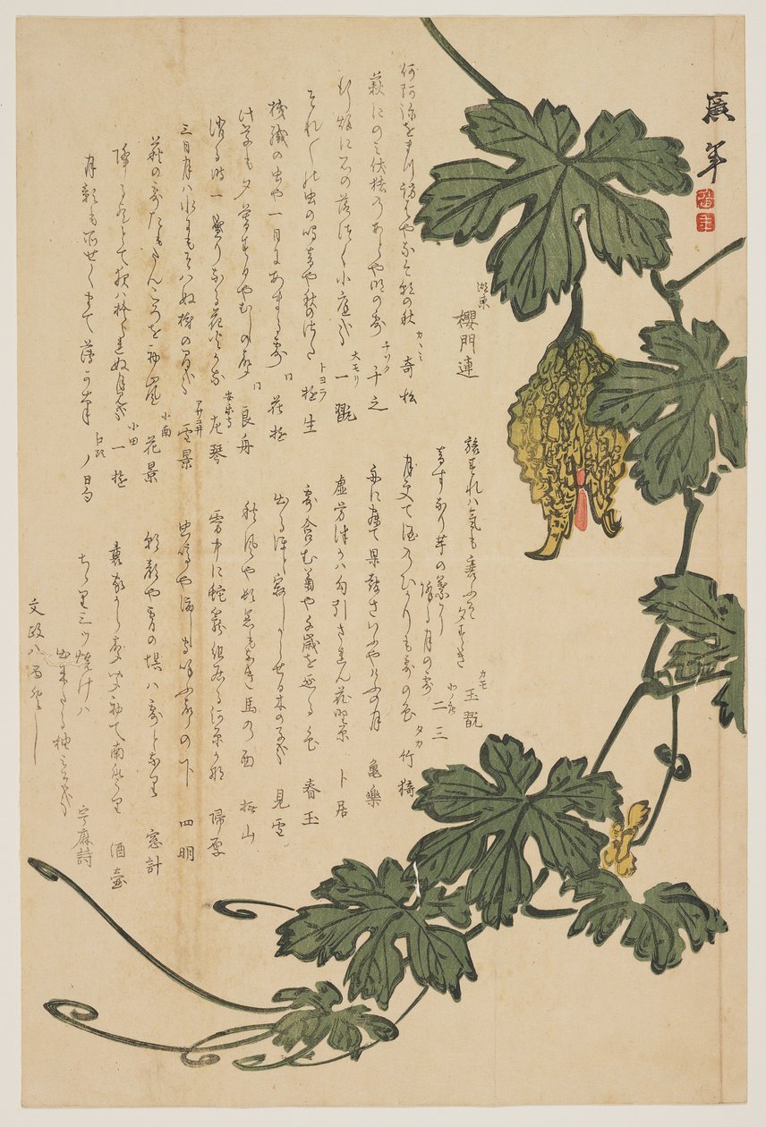 Bitter Melon, 1825 (farget treblokktrykk) av Dodo Hirotoshi