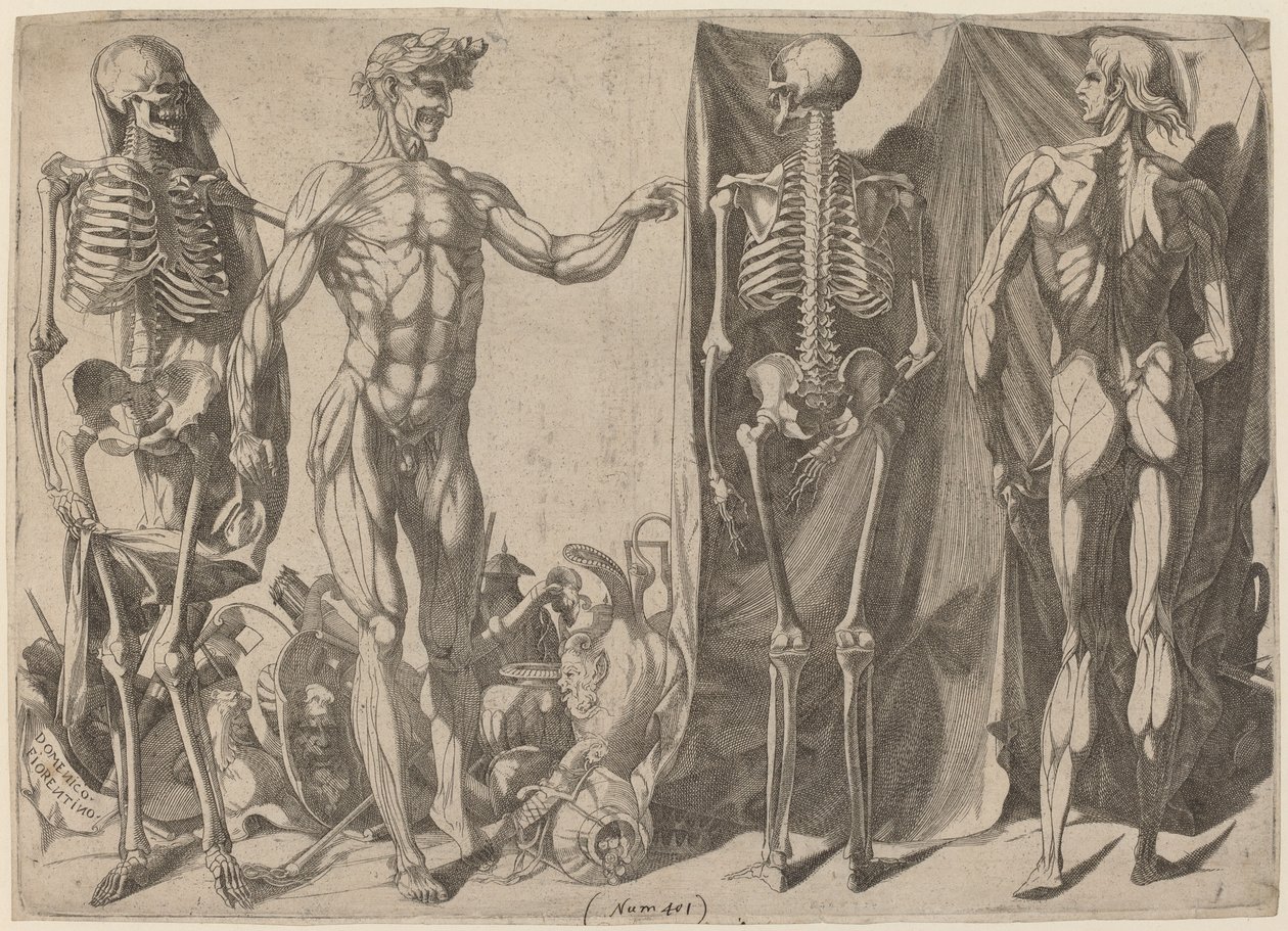 Skjeletter og flådd, ca. 1540-1545. av Domenico del Barbiere