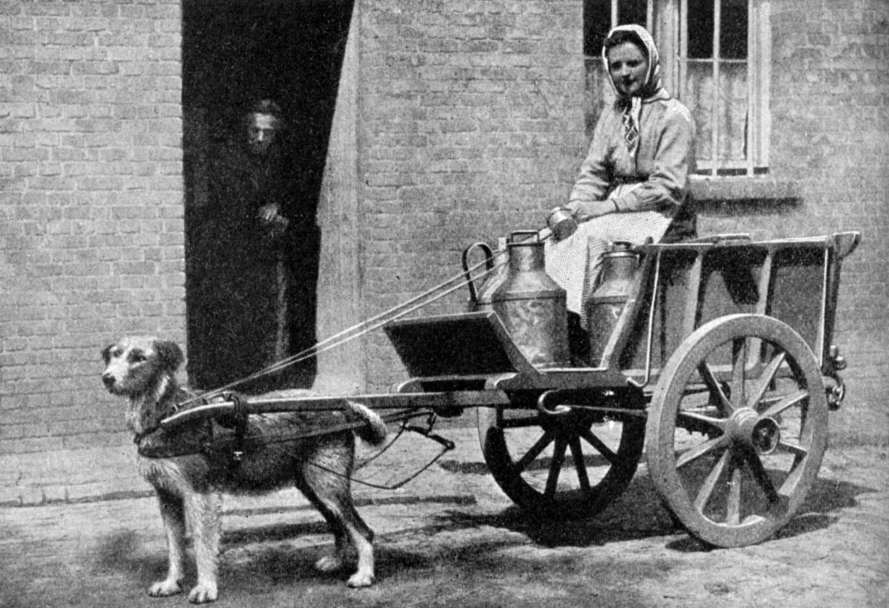 En belgisk melkekvinne på sin morgenrunde, Belgia, 1922. av Donald McLeish