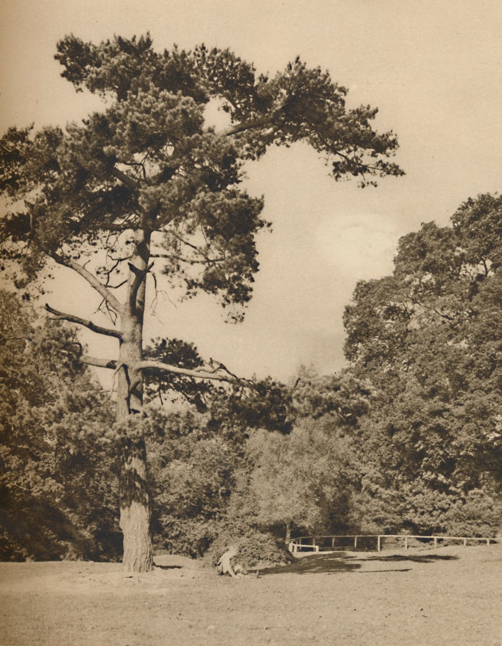 I Hadley Woods, rest av Old Royal Hunting Forest of Enfield Chase, c1935. av Donald McLeish