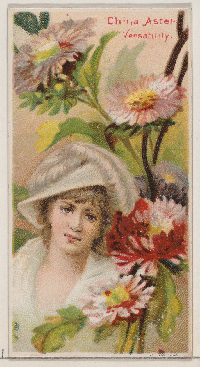 China Aster: Allsidighet, fra serien Floral Beauties and Language of Flowers N75 fo..., 1892. av Donaldson Brothers