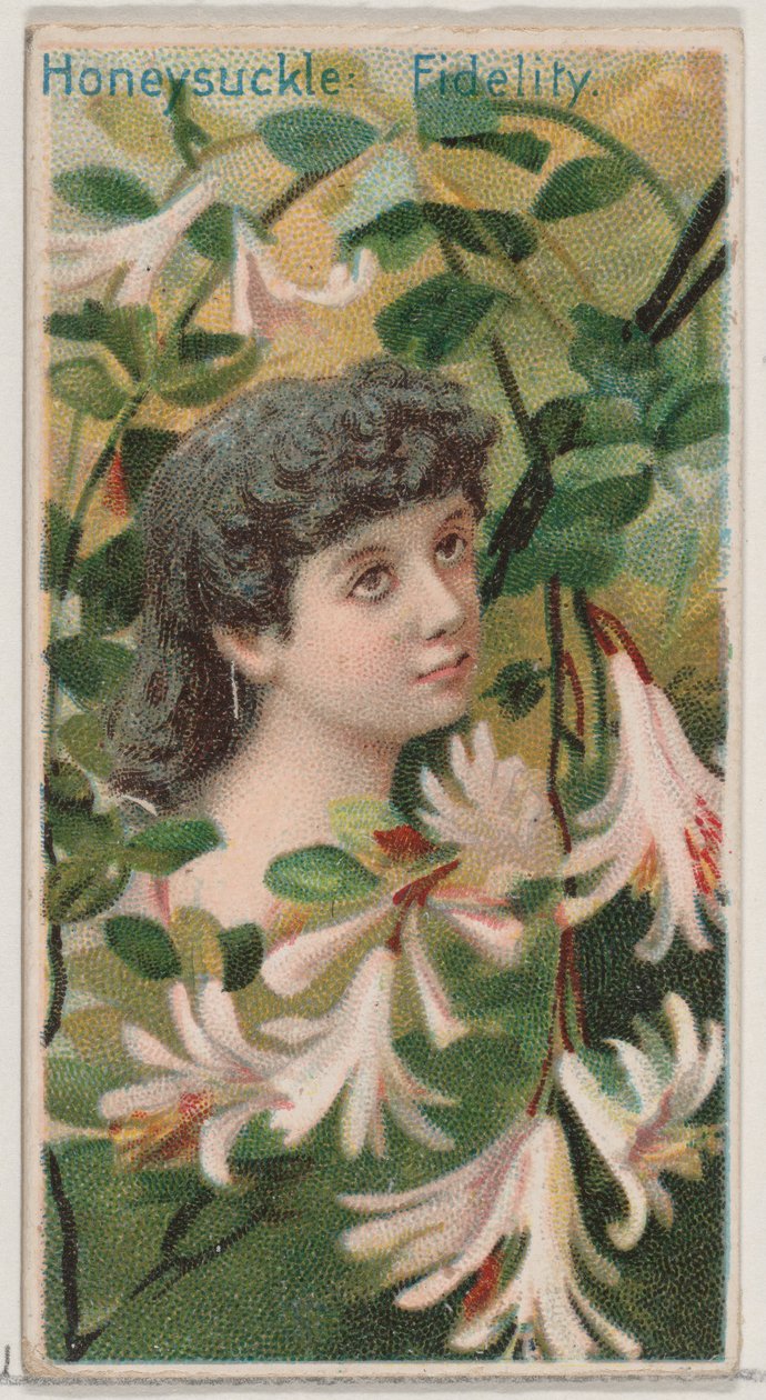 Honeysuckle: Fidelity, fra serien Floral Beauties and Language of Flowers N75 for D..., 1892. av Donaldson Brothers