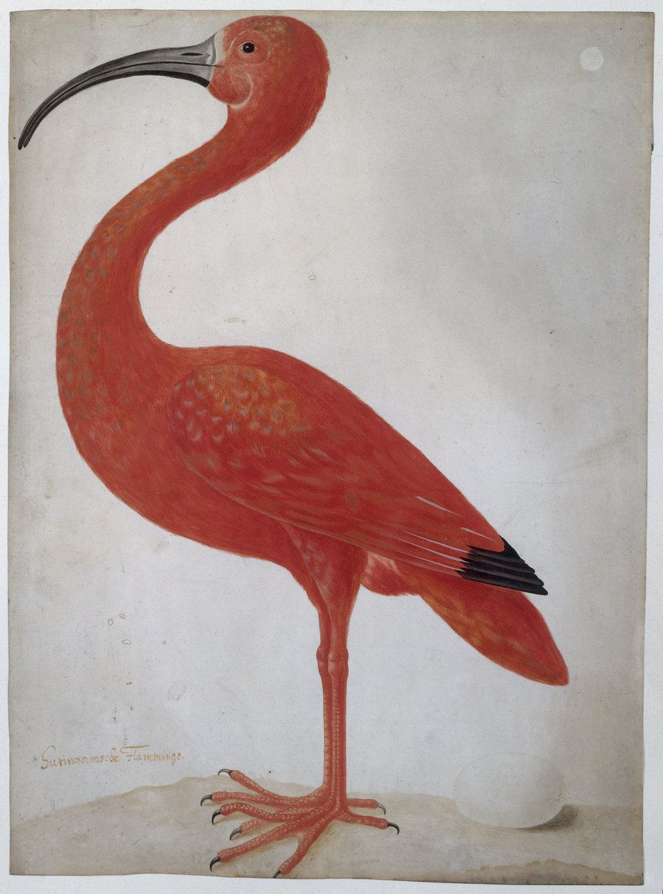 Scarlet Ibis med et egg av Dorothea Maria Henrietta (attr.to) Graff