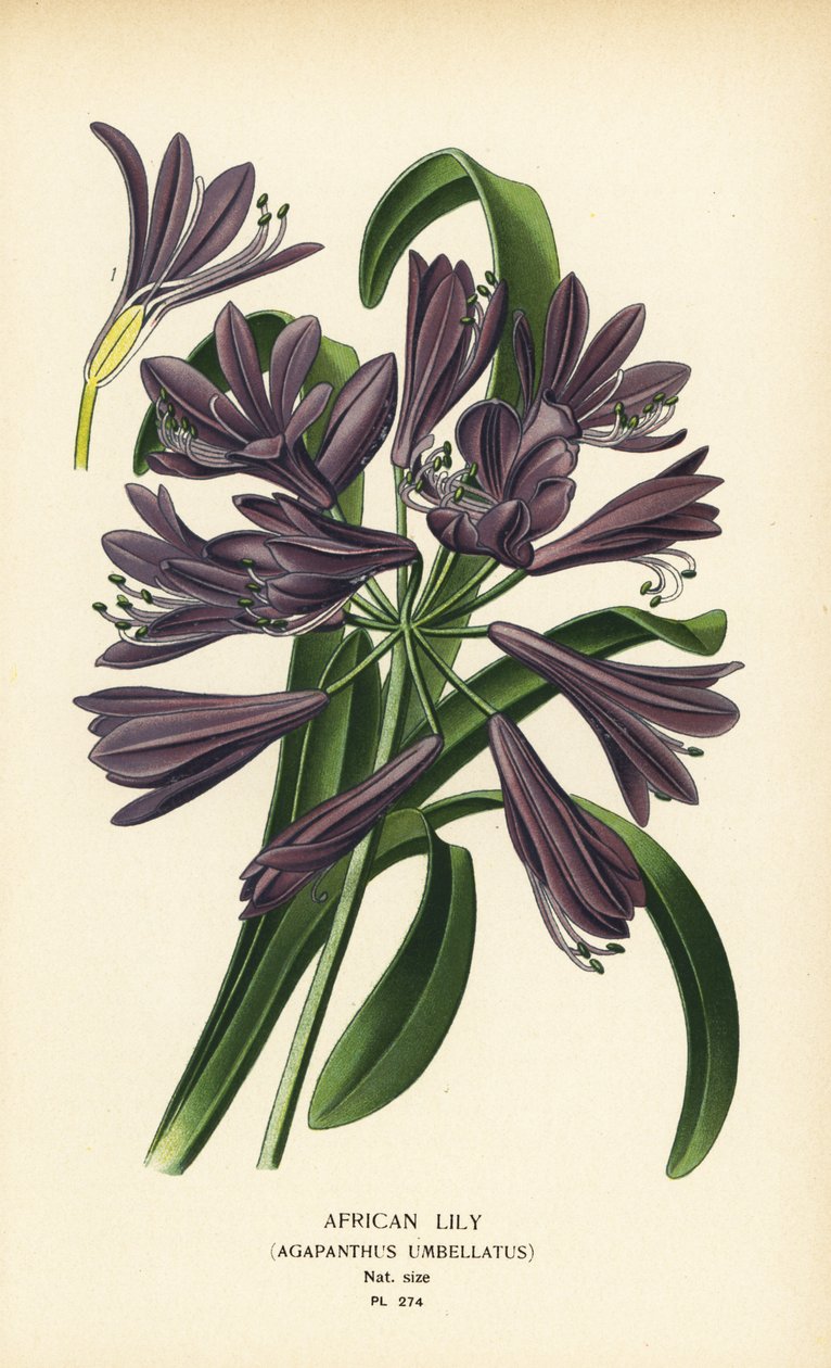 Afrikansk lilje, Agapanthus africanus (Agapanthus umbellatus). Kromolitografi fra en illustrasjon av Desire Bois fra Edward Step