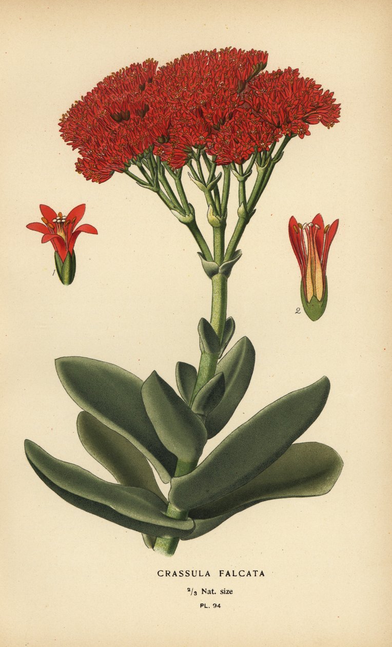 Flyplante, Crassula perfoliata var. kjeven. av Désiré Georges Jean Marie Bois