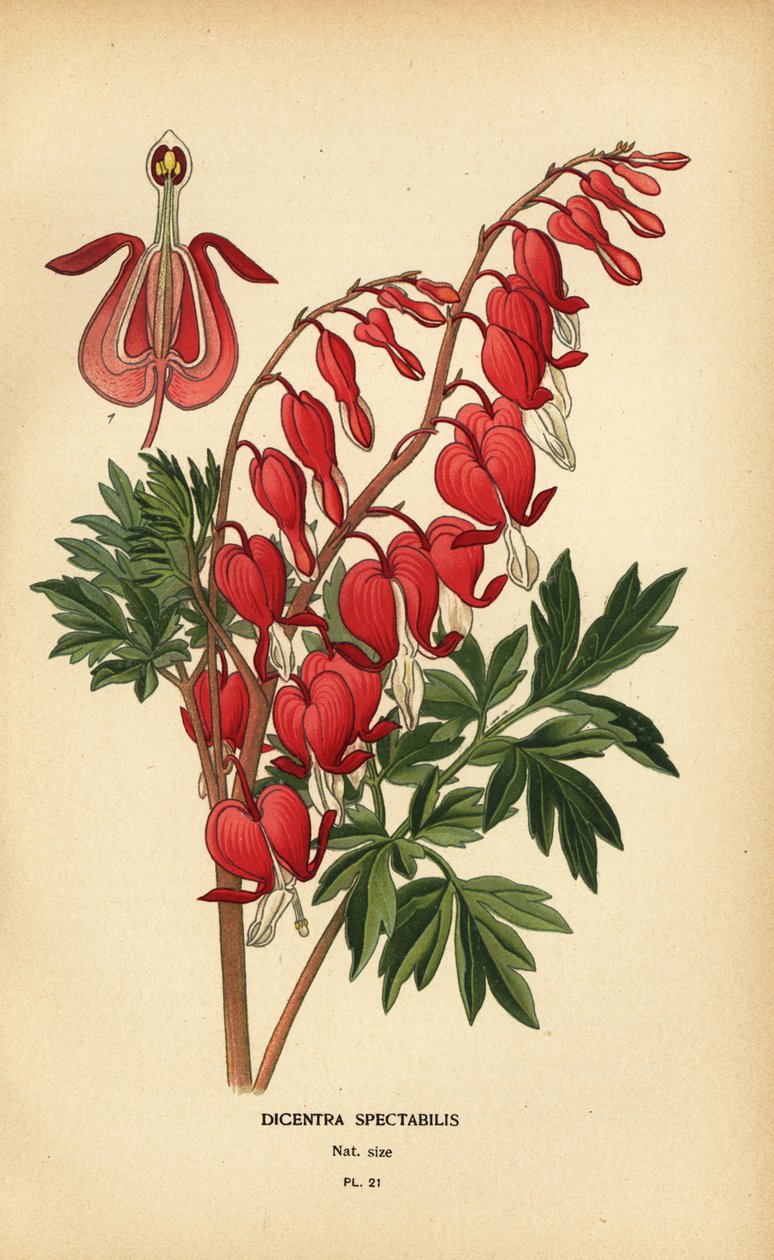 Asiatisk blødende hjerte, Lamprocapnos spectabilis. av Désiré Georges Jean Marie Bois