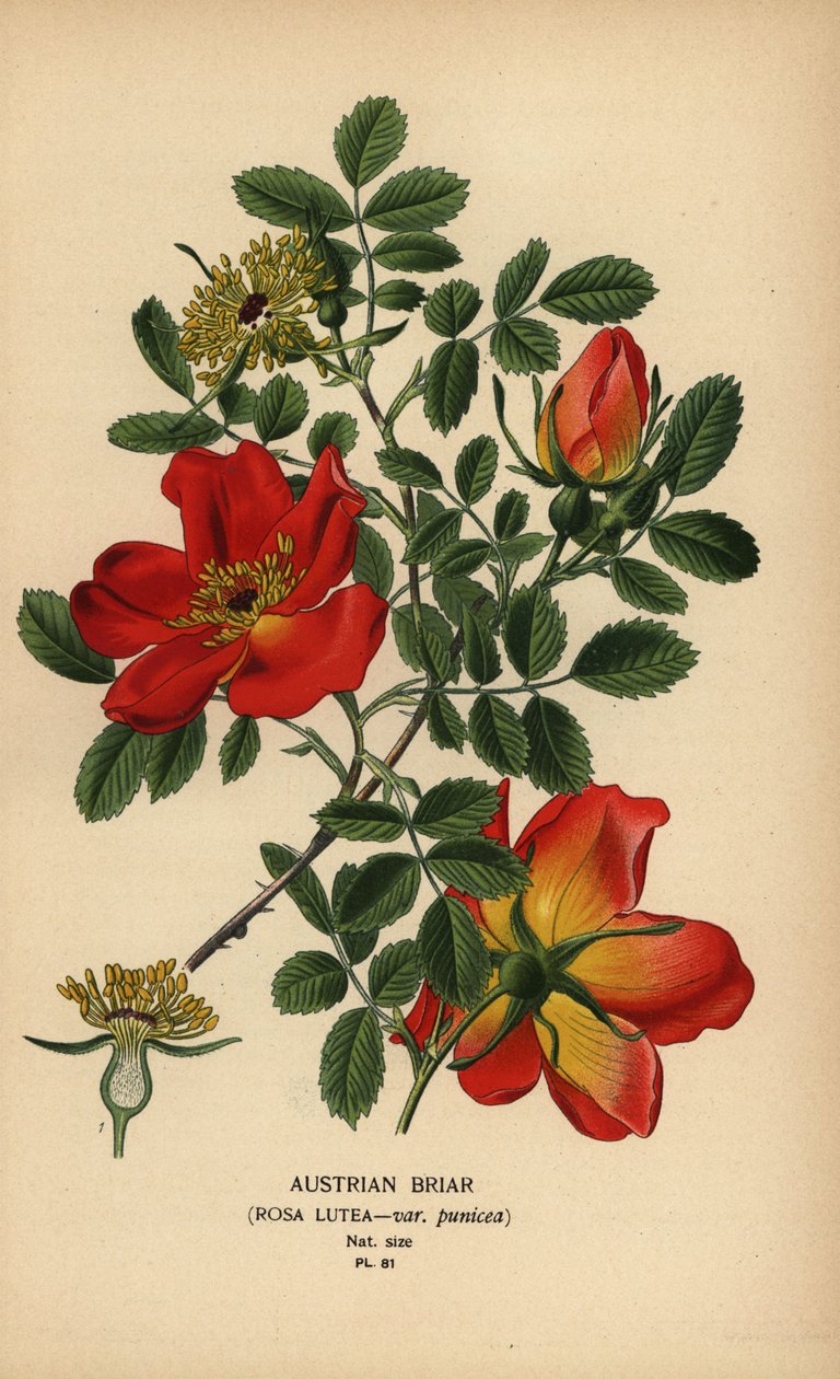 Østerriksk briarrose, Rosa lutea var. punicea. av Désiré Georges Jean Marie Bois