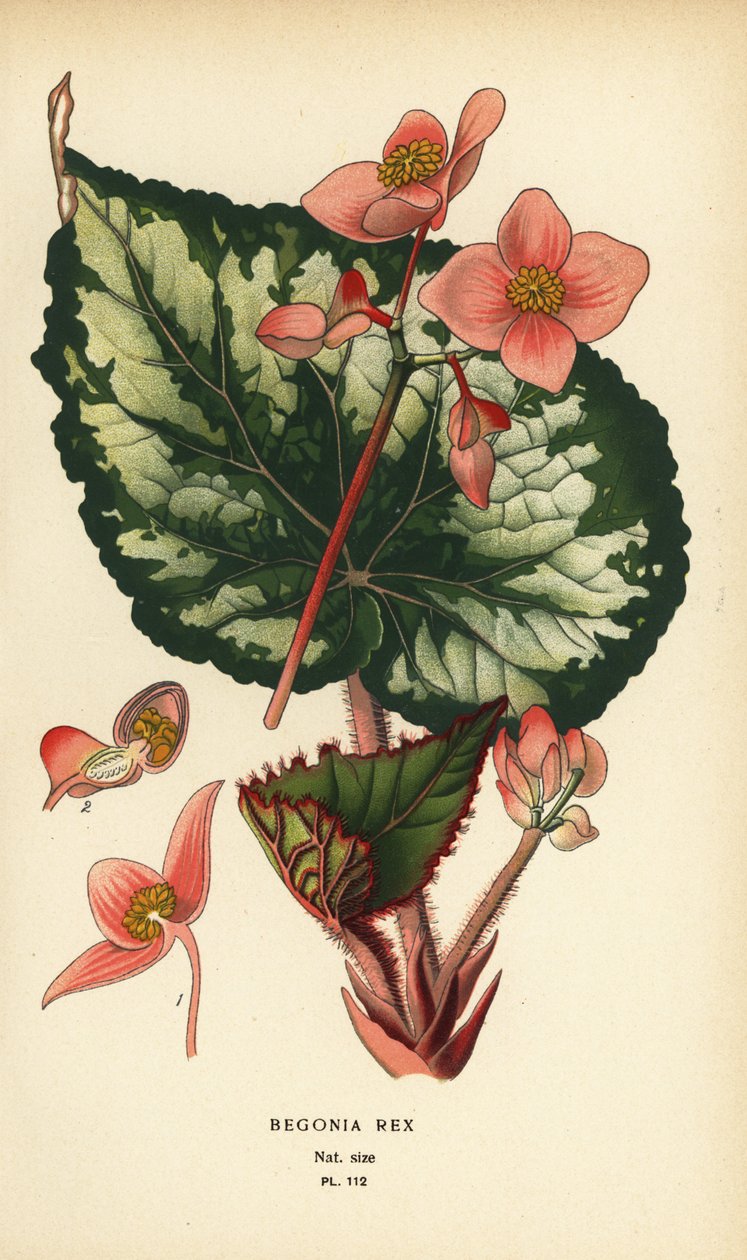 Begonia rex. av Désiré Georges Jean Marie Bois