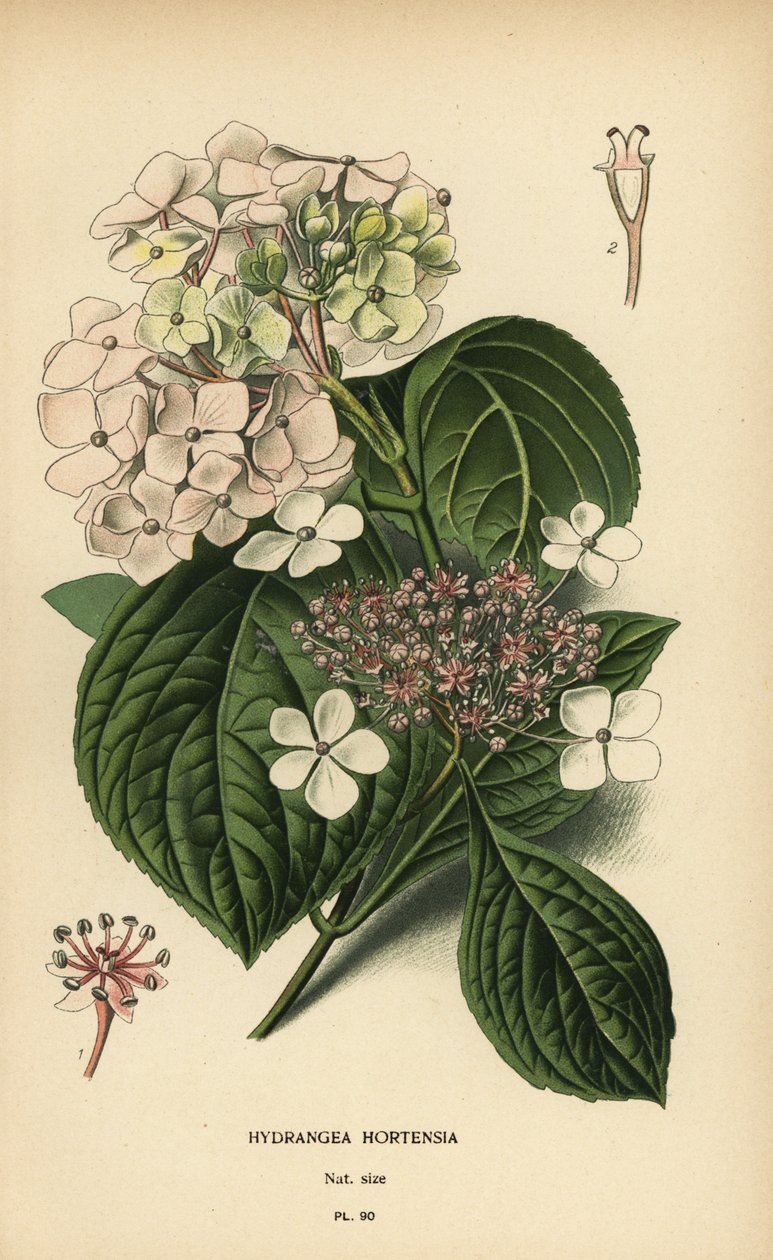 Bigleaf hortensia, Hortensia macrophylla. av Désiré Georges Jean Marie Bois