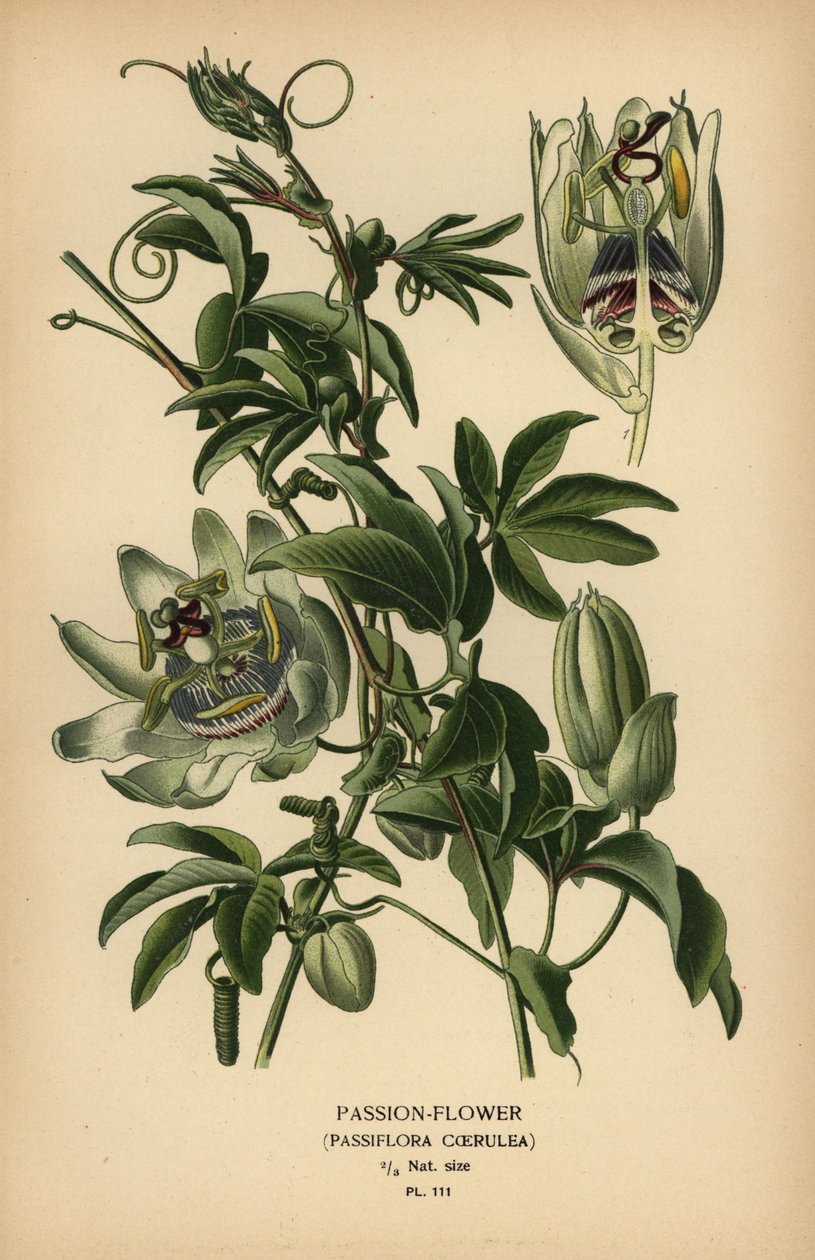 Blå pasjonsblomst, Passiflora caerulea. av Désiré Georges Jean Marie Bois