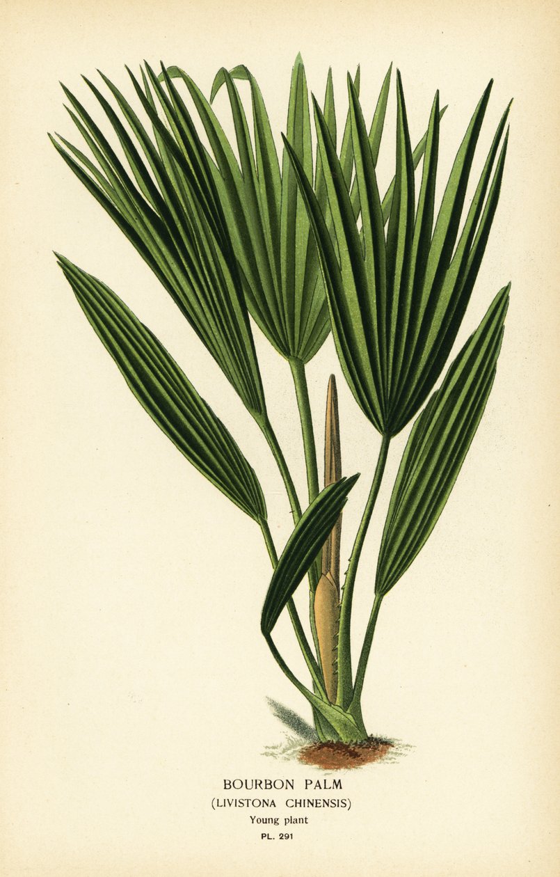 Bourbonpalme eller kinesisk viftepalme, Livistona chinensis. Kromolitografi fra en illustrasjon av Desire Bois fra Edward Step