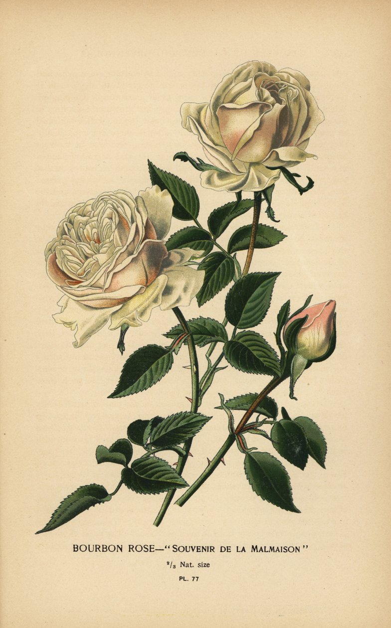 Bourbonrose, suvenir fra Malmaison. av Désiré Georges Jean Marie Bois