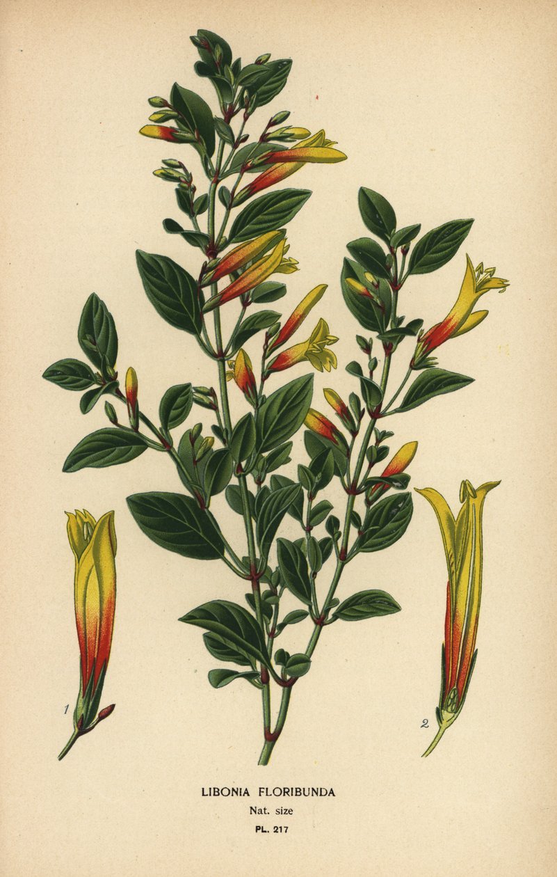 Brasiliansk fuchsia, Justicia floribunda (Libonia floribunda). Kromolitografi fra en illustrasjon av Desire Bois fra Edward Step
