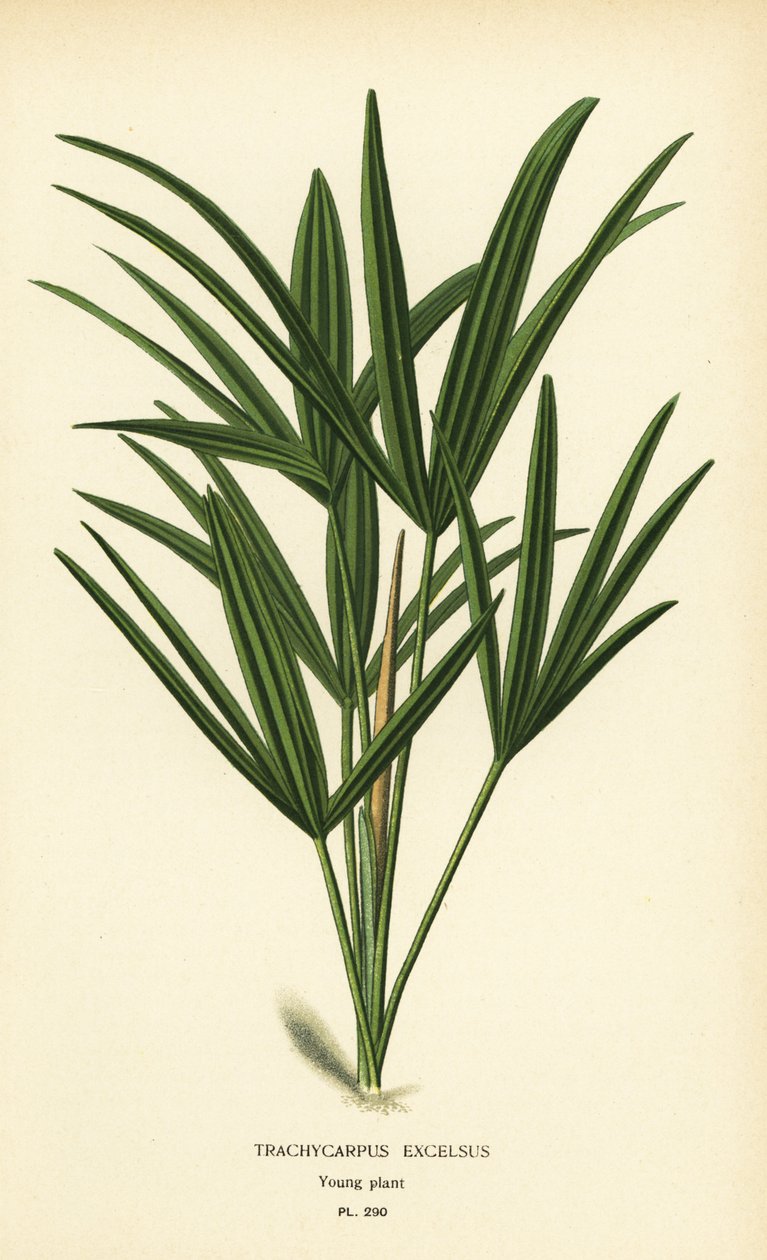 Bredbladet damepalme eller bambuspalme, Rhapis excelsa (Trachycarpus excelsus). Kromolitografi fra en illustrasjon av Desire Bois fra Edward Step