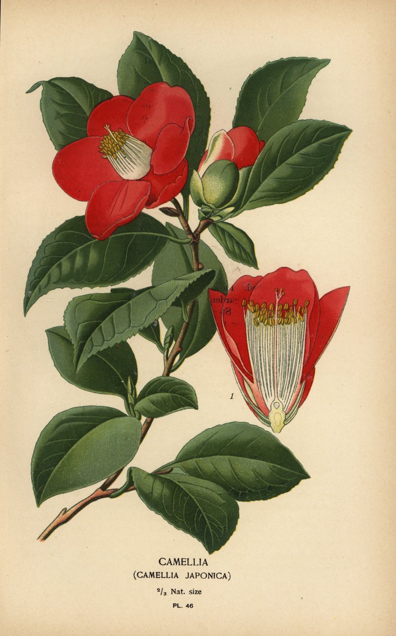 Camellia, Camellia japonica. av Désiré Georges Jean Marie Bois
