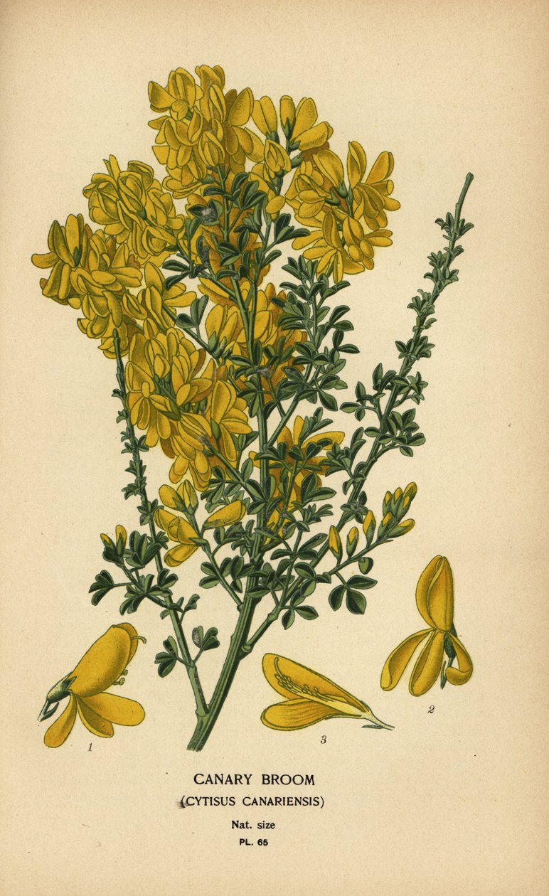 Kanarikost, Genista canariensis. av Désiré Georges Jean Marie Bois