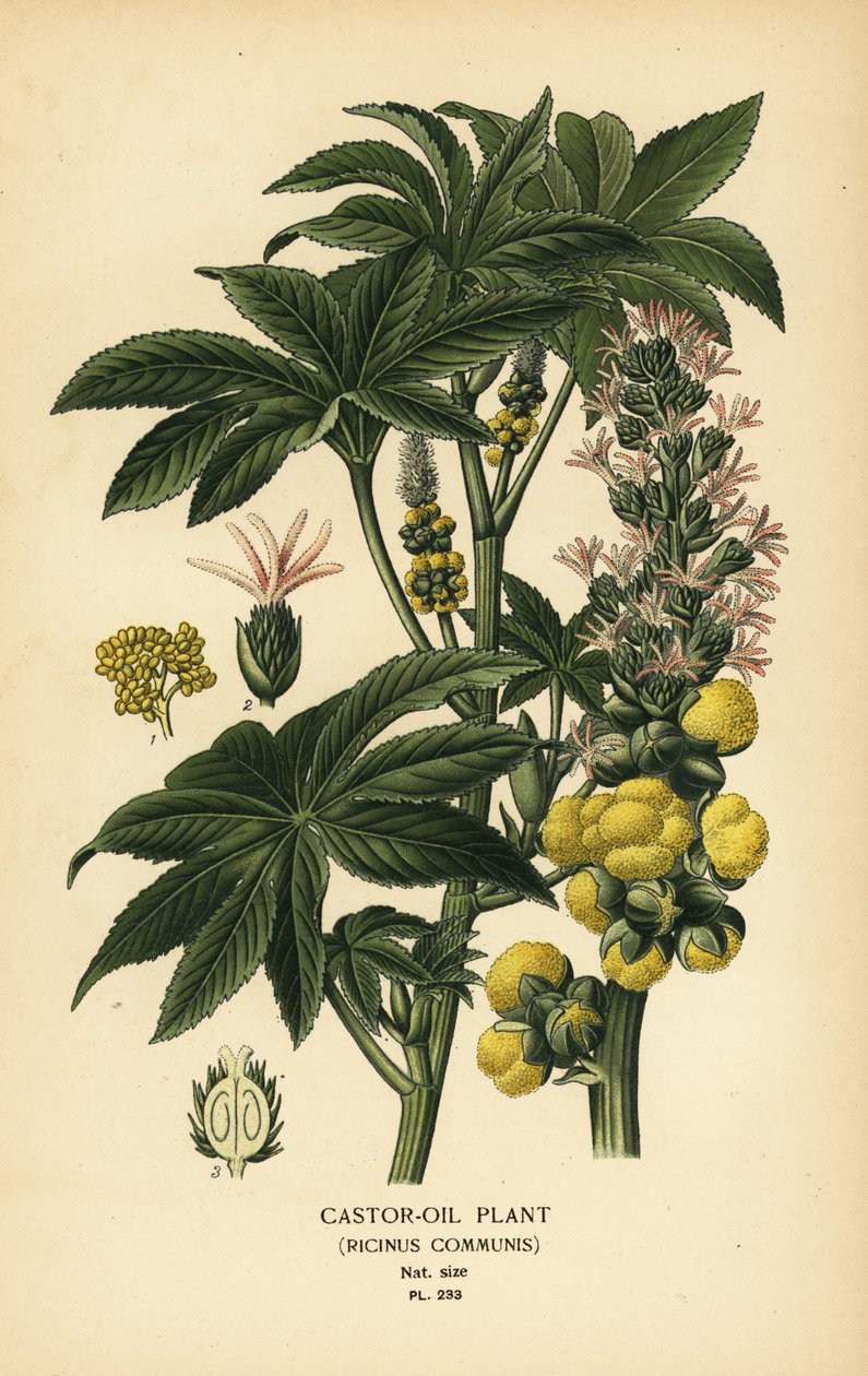 Castor-oljeplante, Ricinus communis. Kromolitografi fra en illustrasjon av Desire Bois fra Edward Step