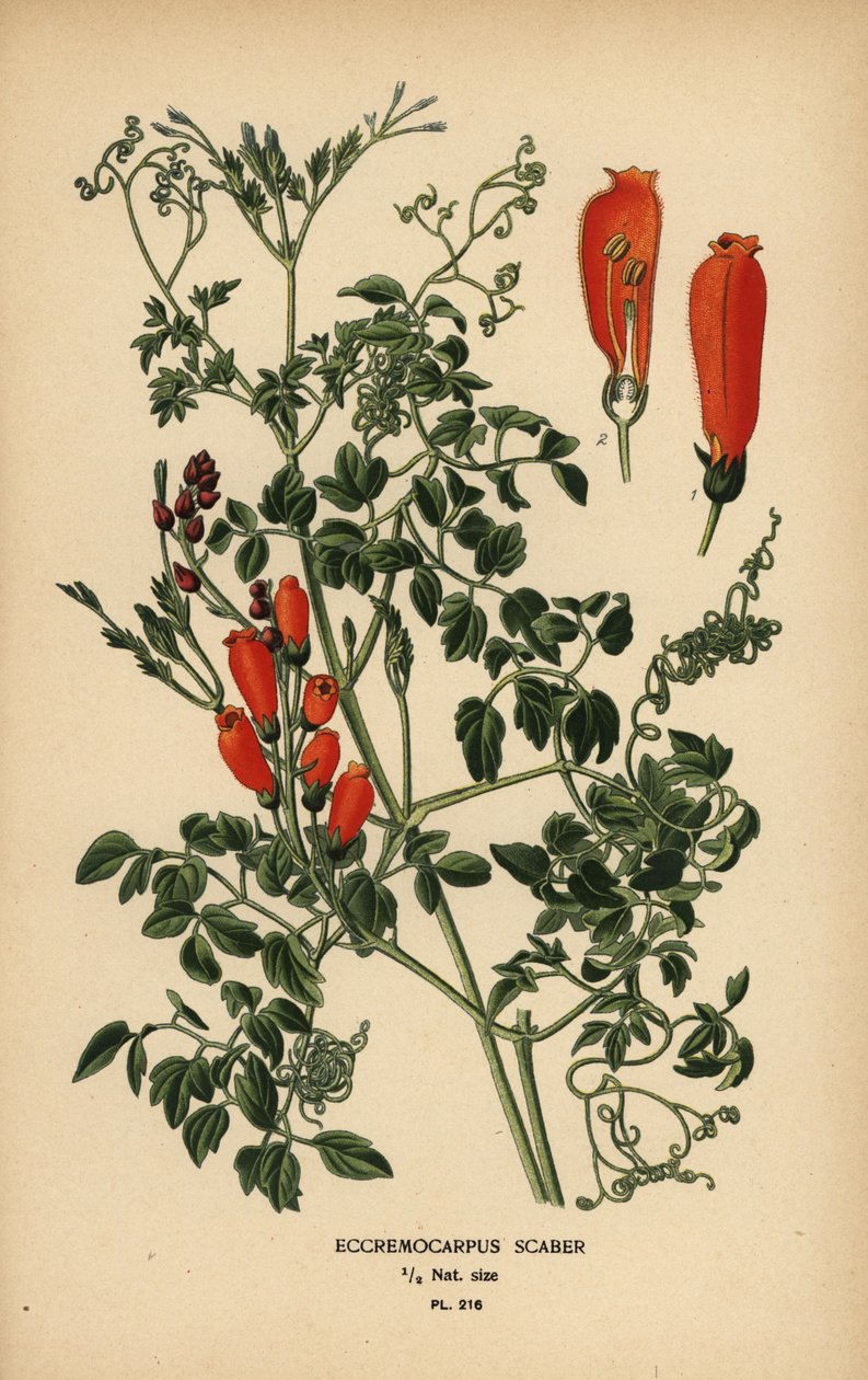 Chilensk herlighetsblomst, Eccremocarpus scaber. av Désiré Georges Jean Marie Bois