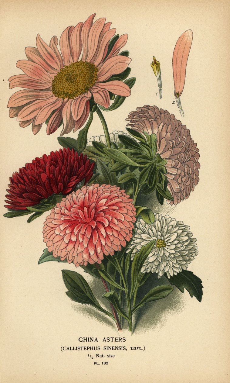 Kina aster varianter, Callistephus x sinensis. av Désiré Georges Jean Marie Bois