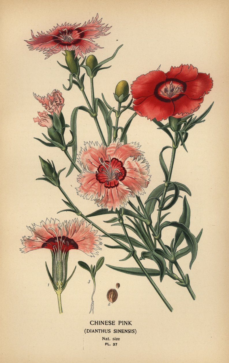 Kinesisk rosa, Dianthus chinensis. av Désiré Georges Jean Marie Bois