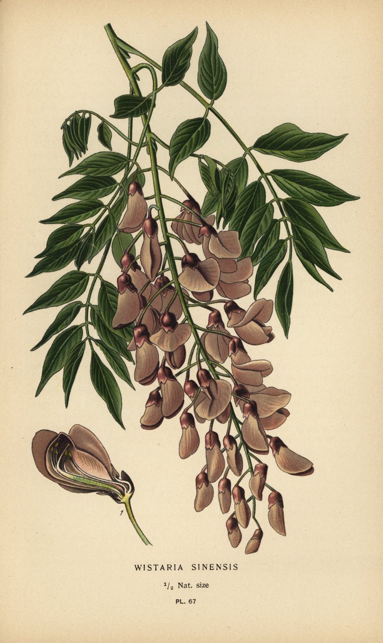 Kinesisk blåregn, Wisteria sinensis. av Désiré Georges Jean Marie Bois