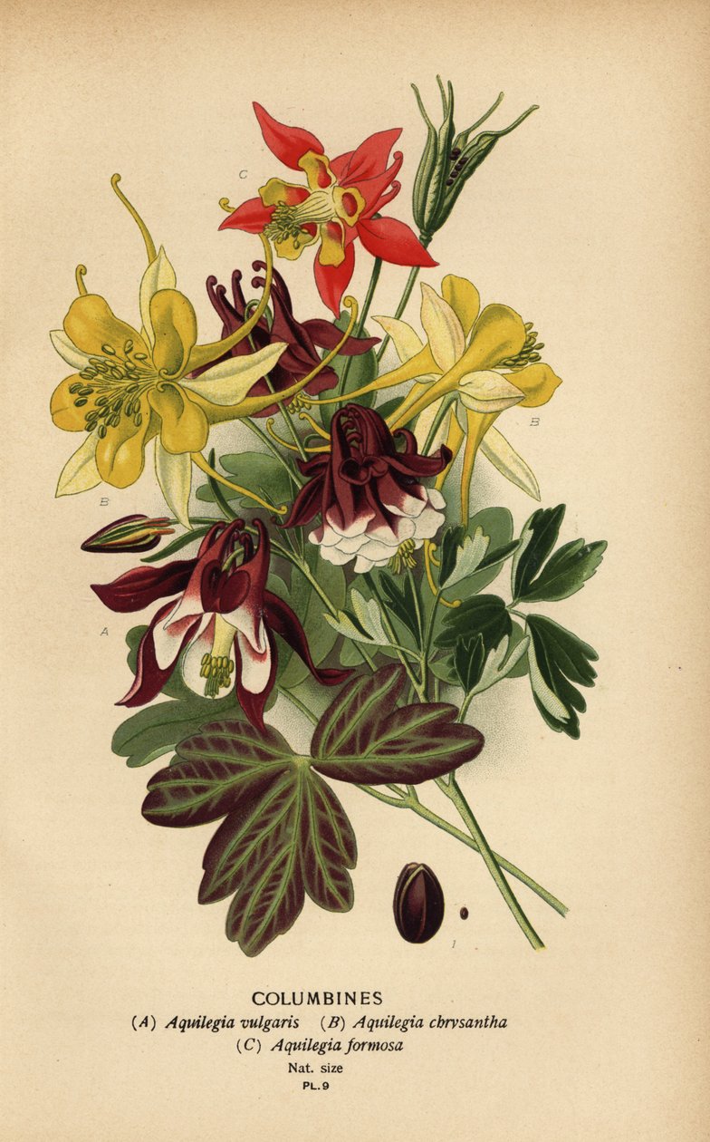 Akeleie, Aquilegia-arter. av Désiré Georges Jean Marie Bois