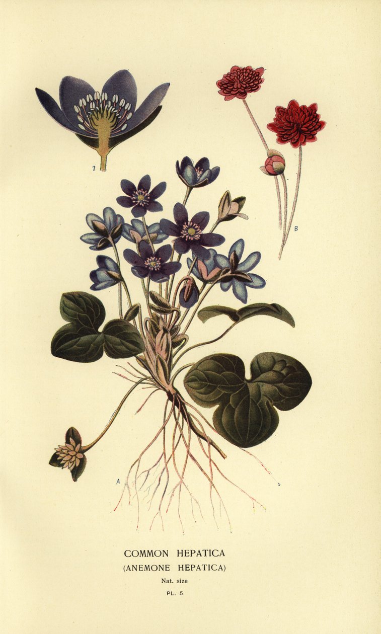 Vanlig hepatika, Anemone hepatica. av Désiré Georges Jean Marie Bois