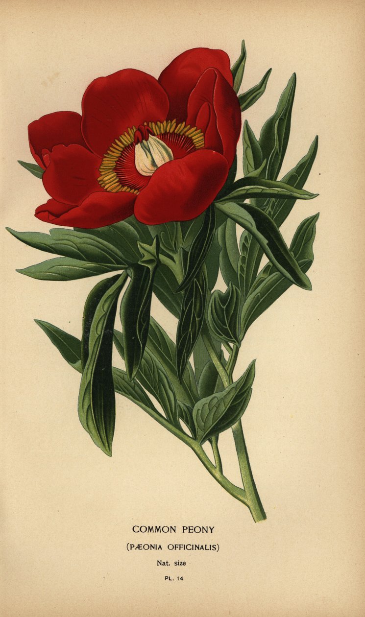 Vanlig peon, Paeonia officinalis. av Désiré Georges Jean Marie Bois