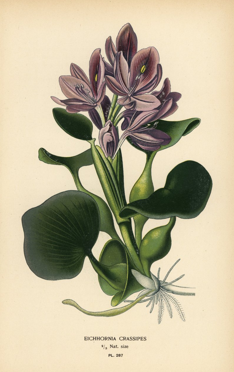 Vanlig vannhyasint, Eichhornia crassipes. Kromolitografi fra en illustrasjon av Desire Bois fra Edward Step
