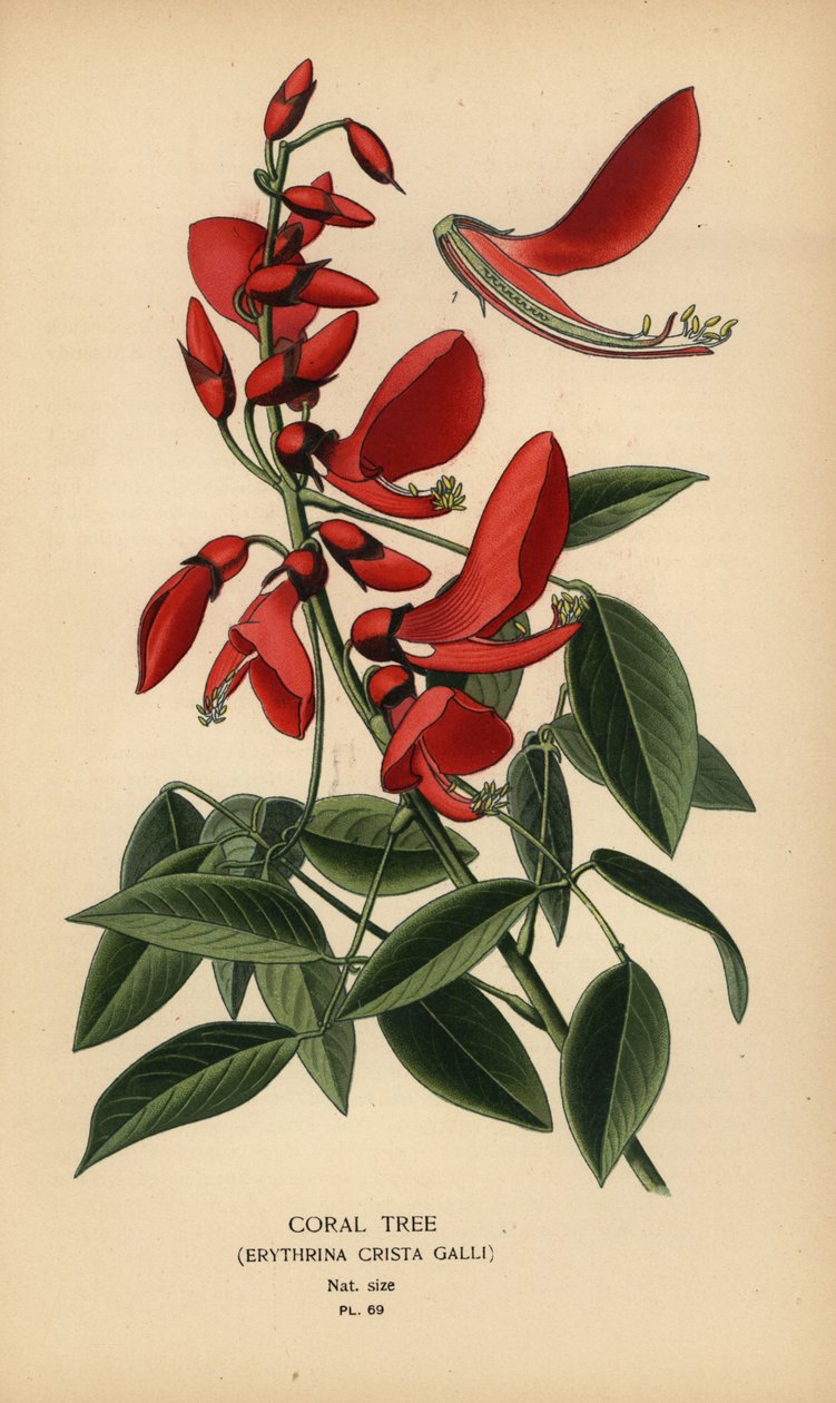 Koralltre, Erythrina crista-galli. av Désiré Georges Jean Marie Bois