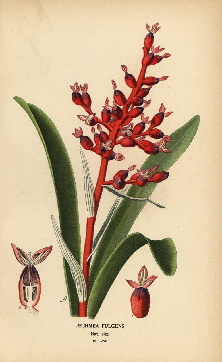 Korallbær, Aechmea fulgens. Kromolitografi fra en illustrasjon av Desire Bois fra Edward Step