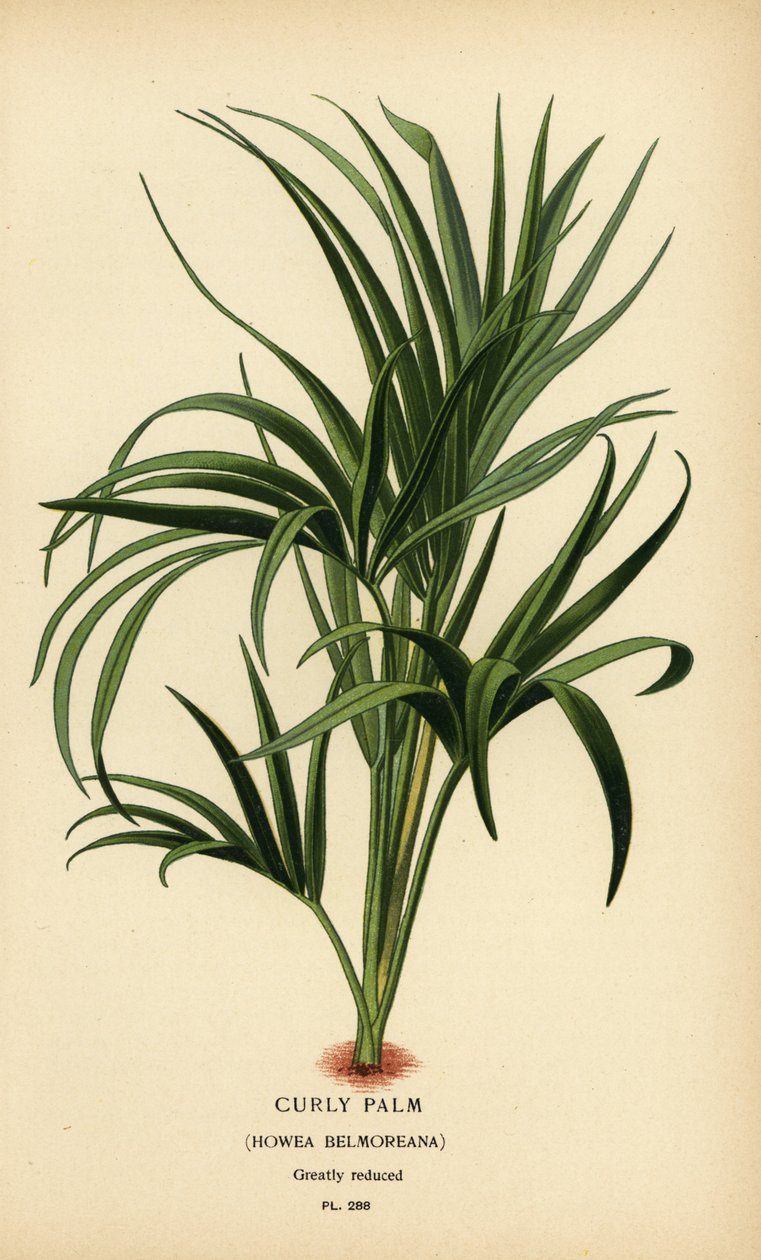 Krøllet håndflate, Howea belmoreana. Sårbar. Kromolitografi fra en illustrasjon av Desire Bois fra Edward Step
