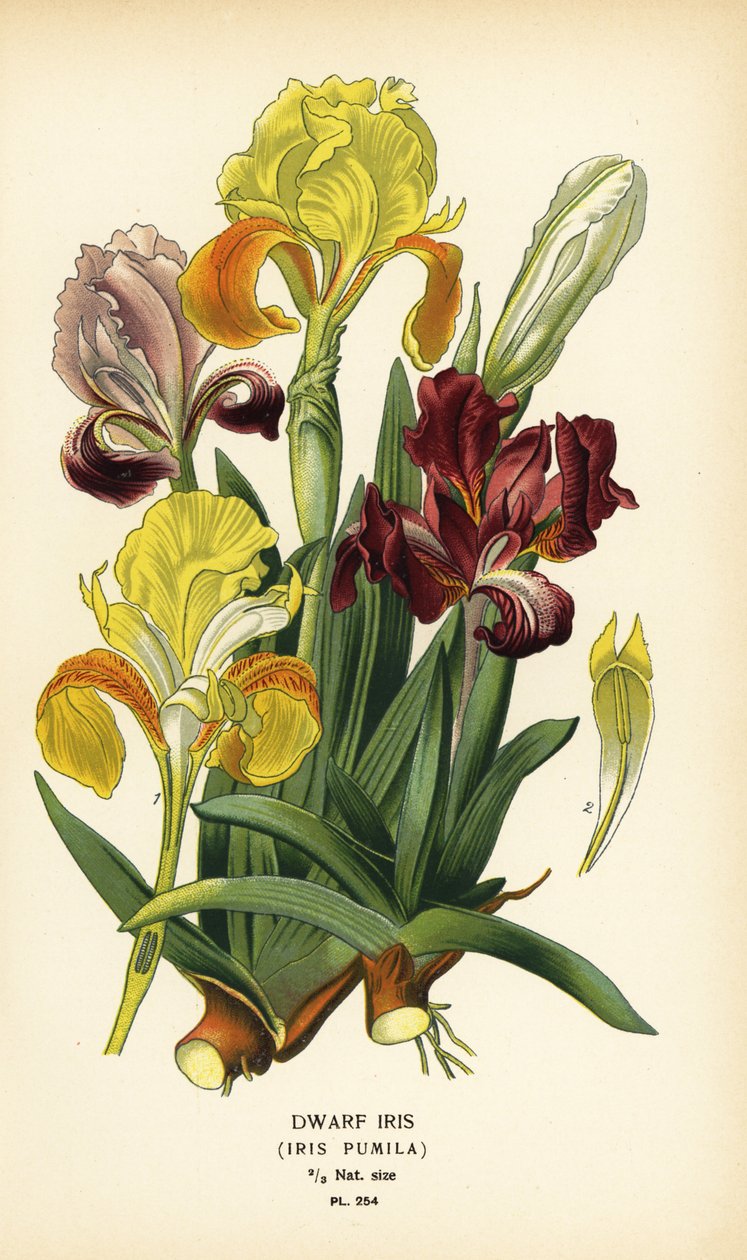 Dverg iris, Iris pumila. Kromolitografi fra en illustrasjon av Desire Bois fra Edward Step
