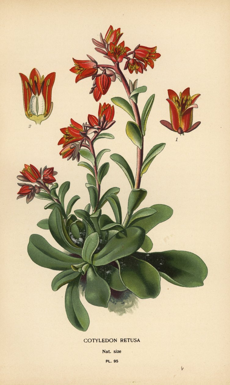 Skinnende Echeveria. av Désiré Georges Jean Marie Bois