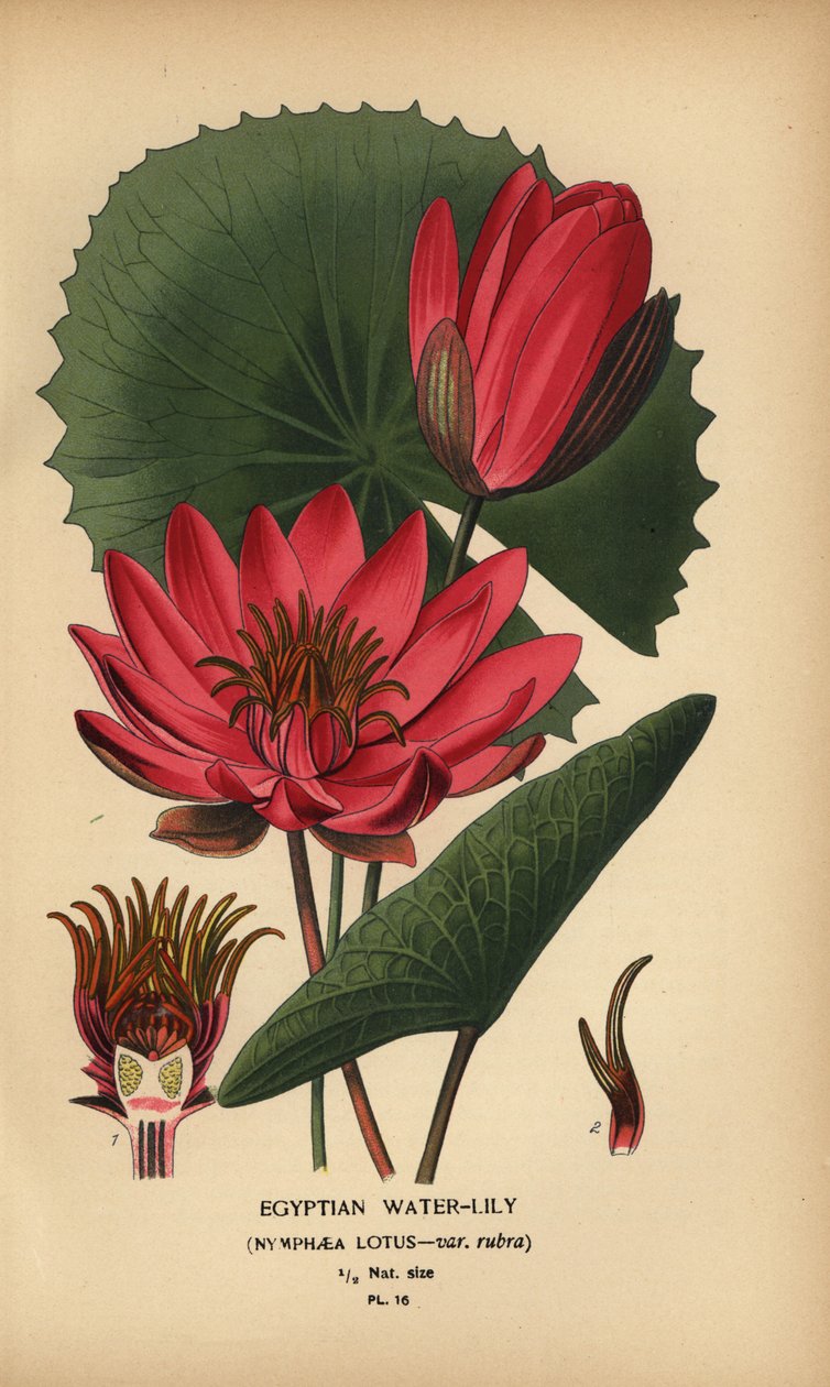 Egyptisk vannlilje, Nymphaea lotus. av Désiré Georges Jean Marie Bois
