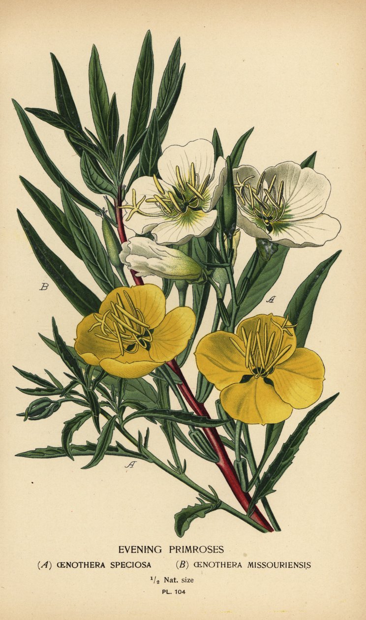 Kveldslyr. av Désiré Georges Jean Marie Bois