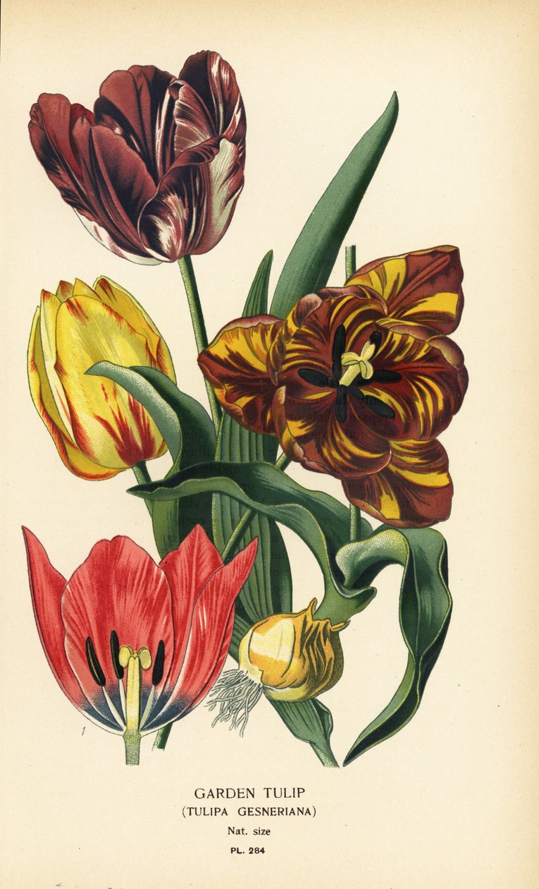 Hagetulipan, Tulipa gesneriana. Kromolitografi fra en illustrasjon av Desire Bois fra Edward Step's Favorite Flowers of Garden and Greenhouse, Frederick Warne, London av Désiré Georges Jean Marie Bois