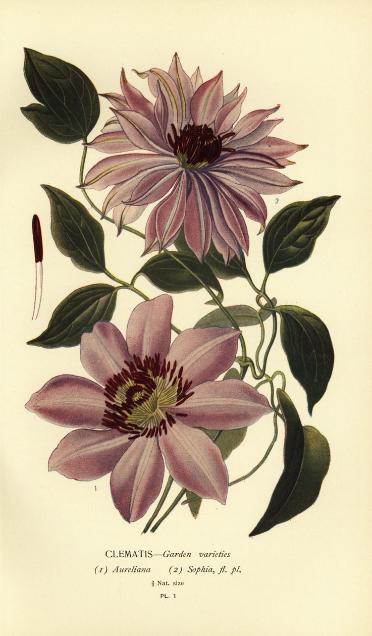 Hagevarianter av klematis. av Désiré Georges Jean Marie Bois