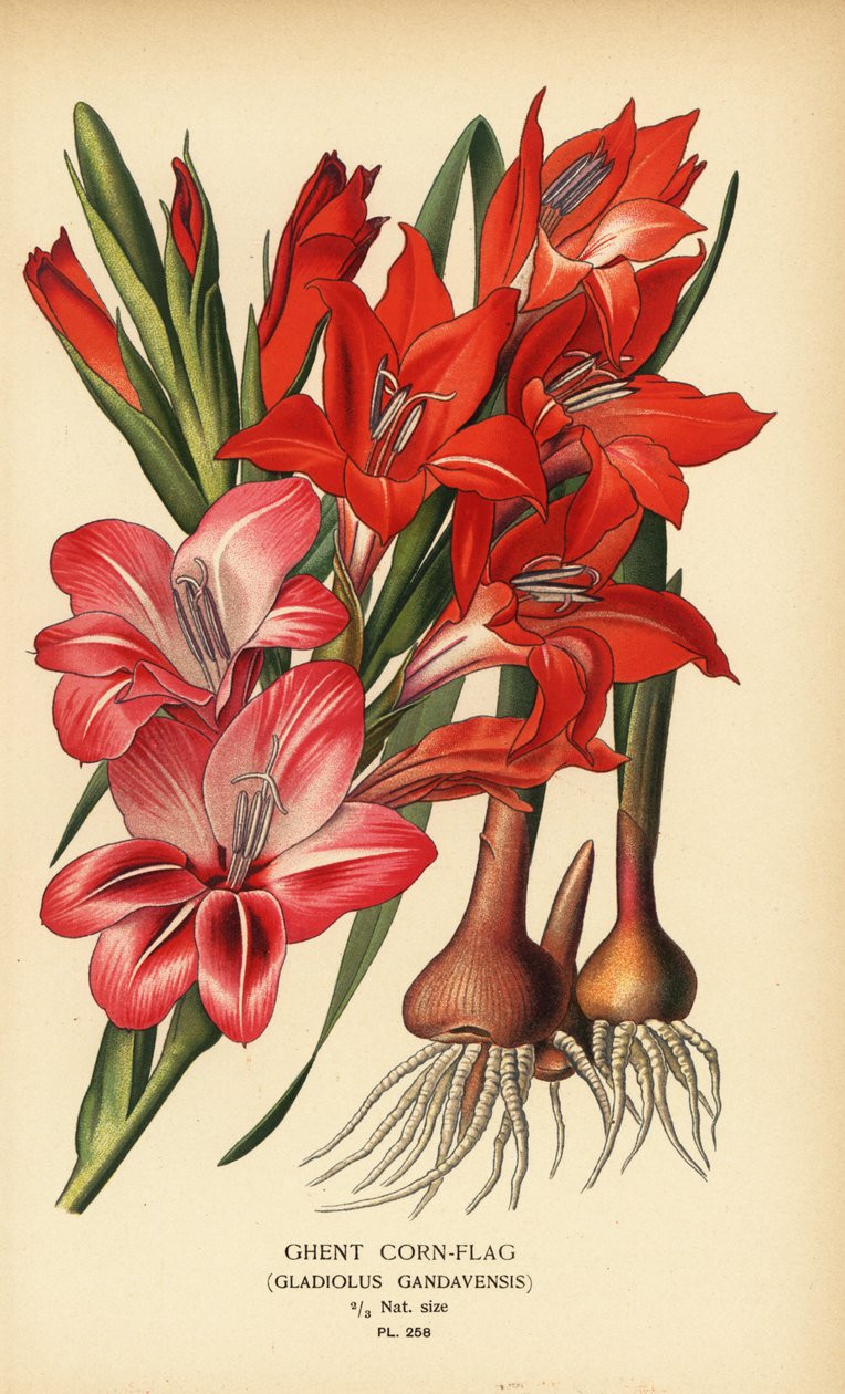 Gent cornflag, Gladiolus x gandavensis. Kromolitografi fra en illustrasjon av Desire Bois fra Edward Step