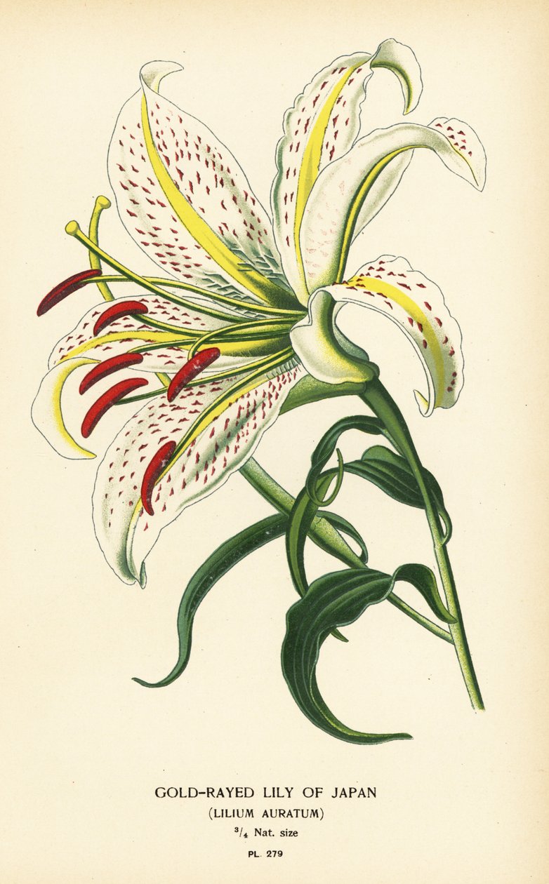 Gullstrålet lilje av Japan eller yamayuri, Lilium auratum. Kromolitografi fra en illustrasjon av Desire Bois fra Edward Step