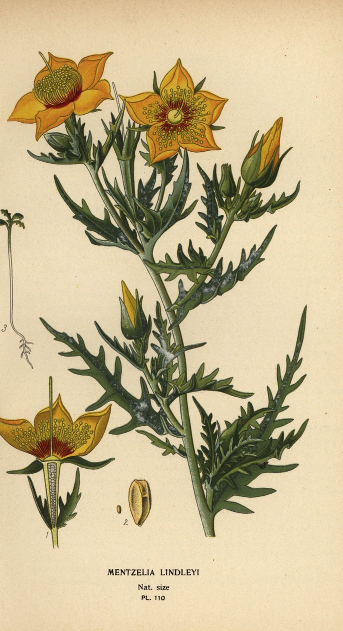 Golden bartonia eller Lindley's blazingstar, Mentzelia lindleyi av Désiré Georges Jean Marie Bois