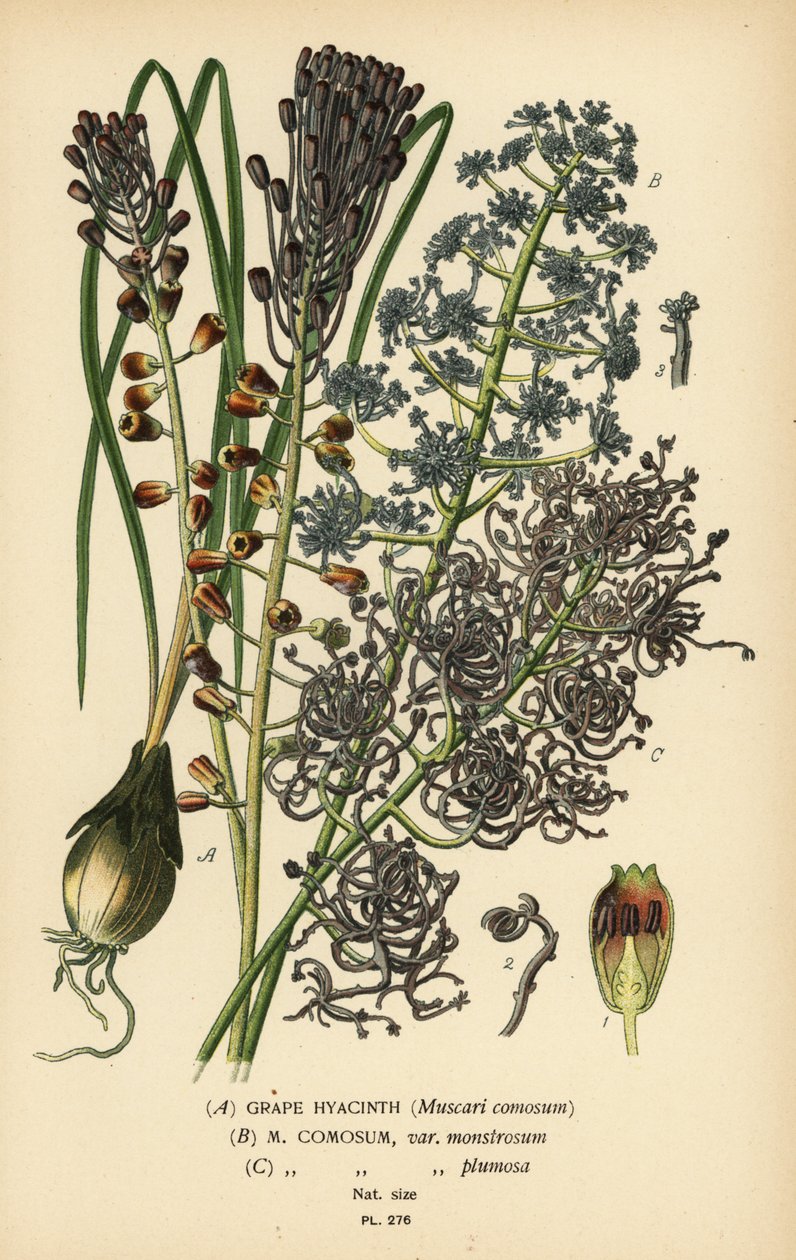 Druehyasint, Leopoldia comosa (Muscari comosum, var. monstrosum, var. plumosa). Kromolitografi fra en illustrasjon av Desire Bois fra Edward Step