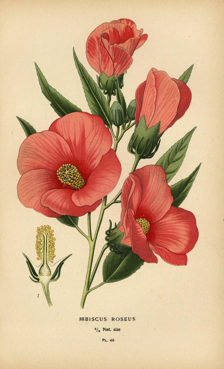 Rosa hibiskus. av Désiré Georges Jean Marie Bois