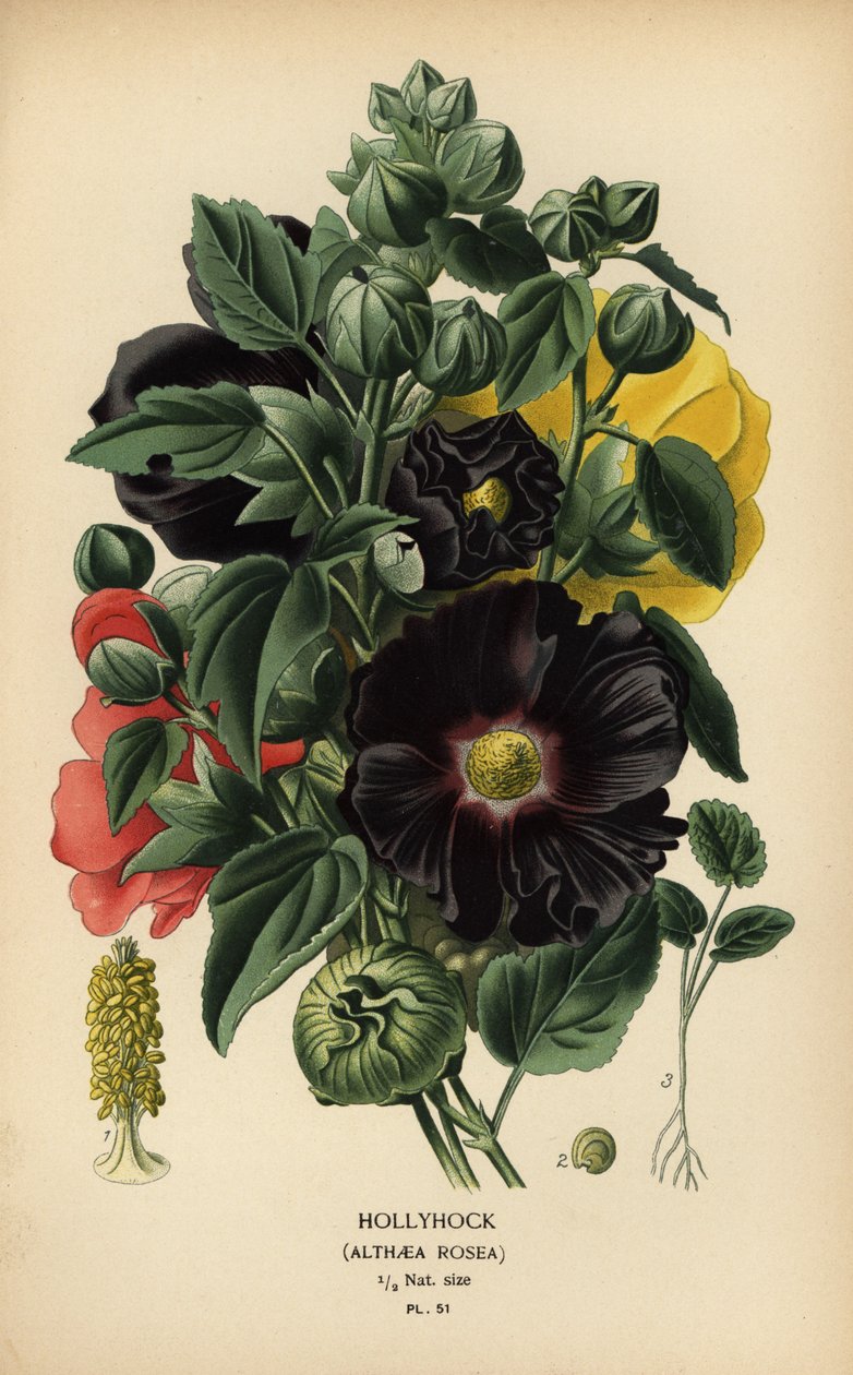 Stokrose, Alcea rosea. av Désiré Georges Jean Marie Bois