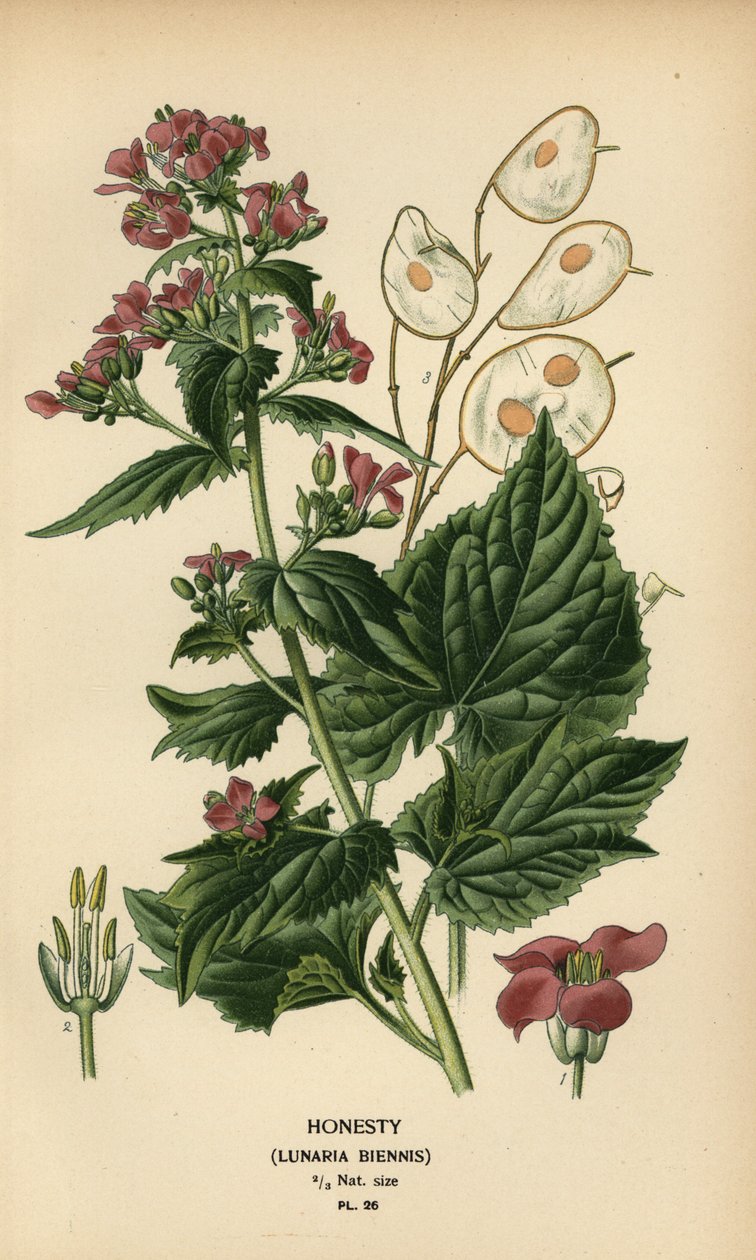 Ærlighet, Lunaria annua. av Désiré Georges Jean Marie Bois