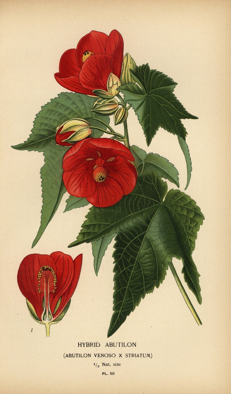Hybrid abutilon, Abutilon pictum. av Désiré Georges Jean Marie Bois