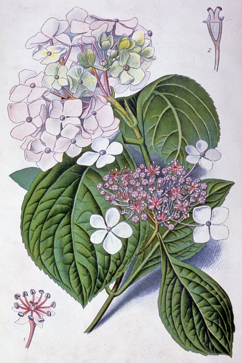Hortensia, tidlig på 1900-tallet (illustrasjon) av Désiré Georges Jean Marie Bois
