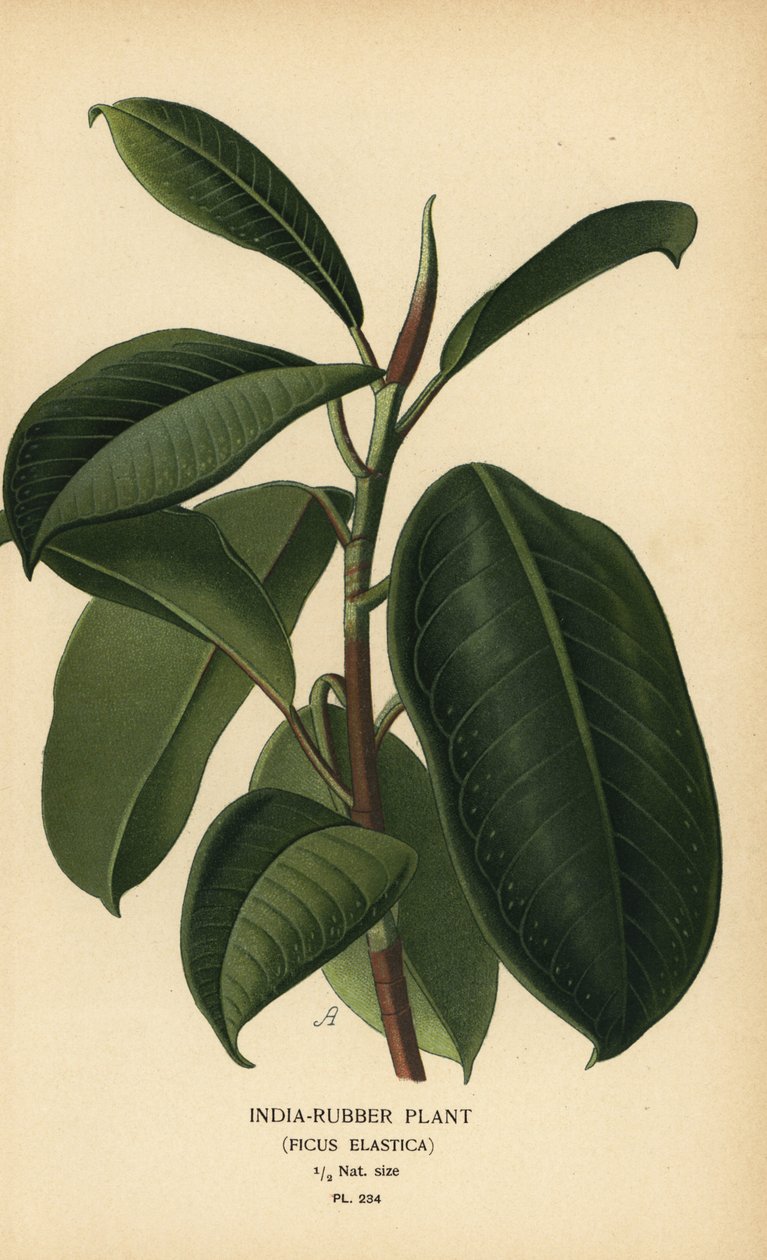 India-gummiplante, Ficus elastica. Kromolitografi fra en illustrasjon av Desire Bois fra Edward Step